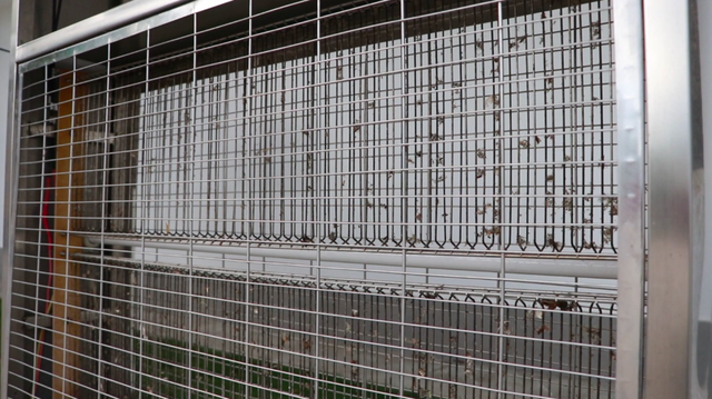 戶外滅蚊燈有用嗎？看蚊蟲王國(guó)滅蚊燈應(yīng)用效果