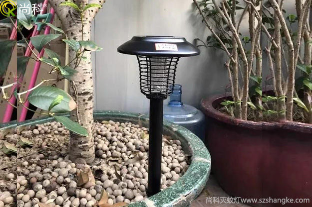 陽臺(tái)花盆中的黑色小飛蟲怎么消滅？