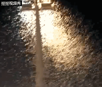 白蟻的趨光性 白蟻的趨光性